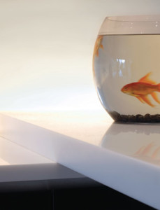 Fish-bowl